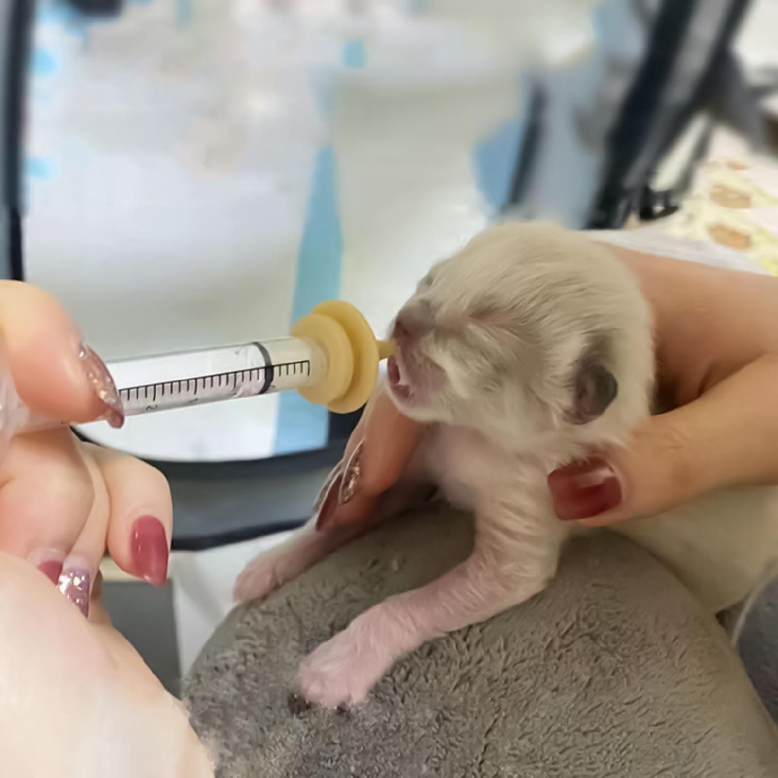 Baby Bird Feeding Syringe Reus - Baby Food Youtube review and price